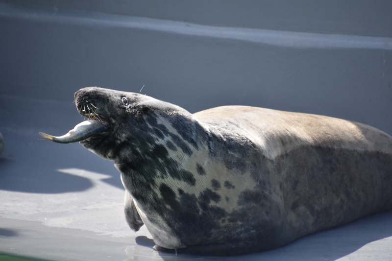 19-04-18_Holl_0302_GA2_8981