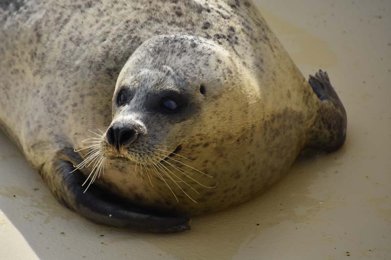 19-04-18_Holl_0361_GA2_9010