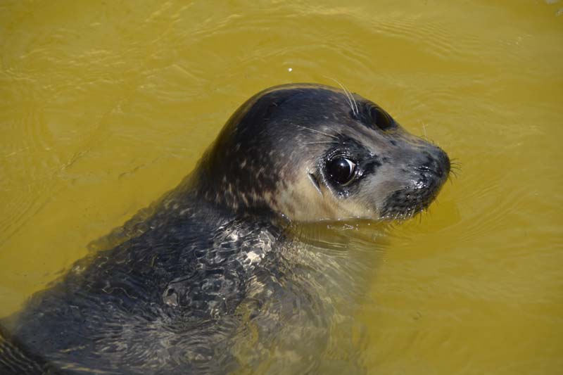 19-04-18_Holl_0393_GA2_9026