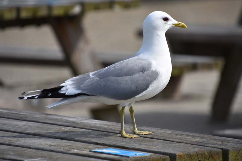 19-04-18_Holl_0491_GA2_9076