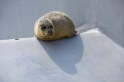 19-04-18_Holl_0202_GA2_8954