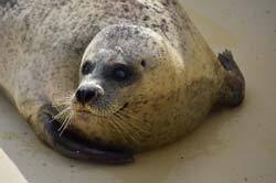 19-04-18_Holl_0361_GA2_9010