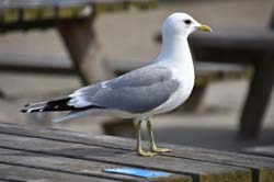 19-04-18_Holl_0491_GA2_9076